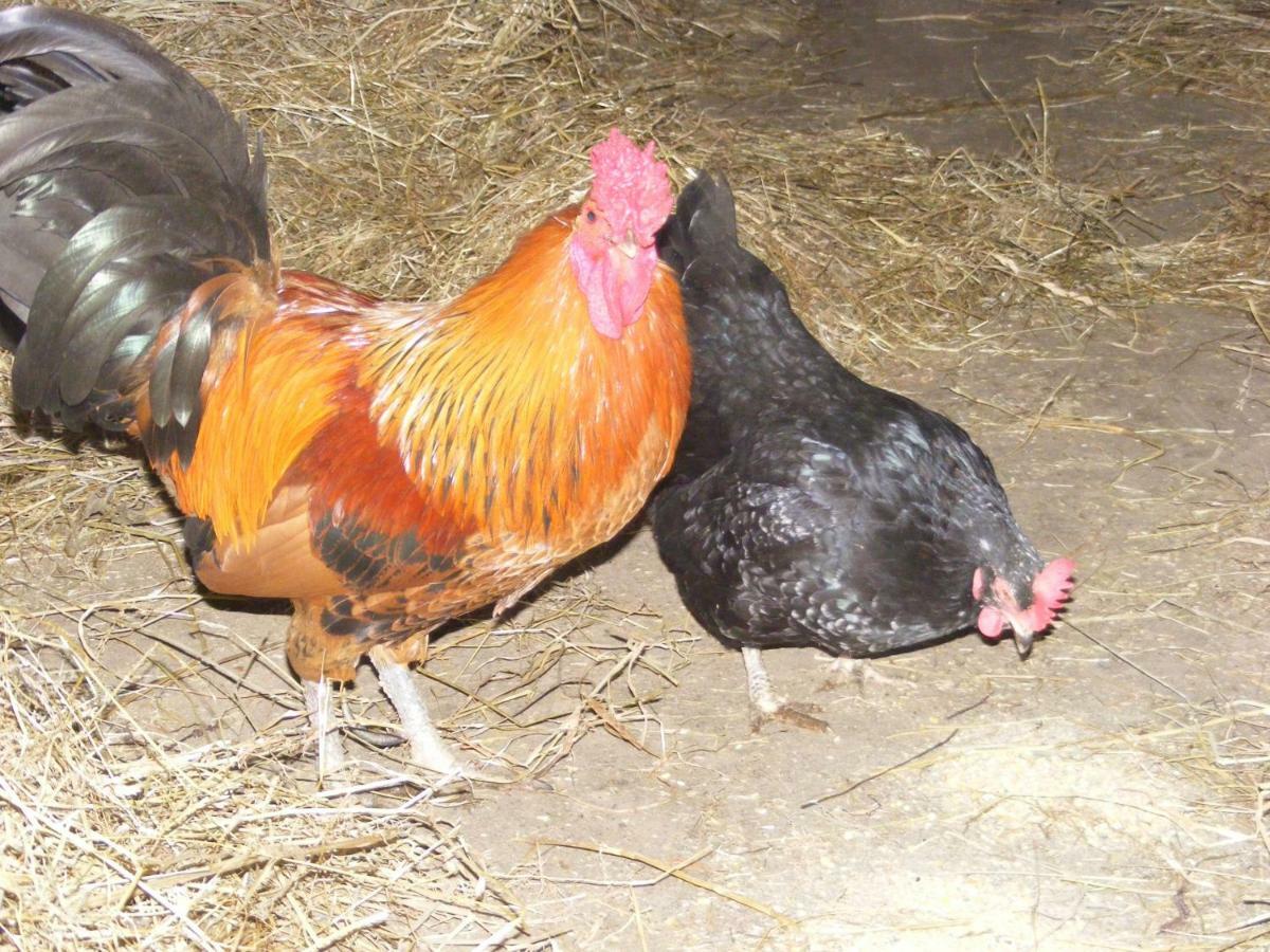 Ferme Hurlet Stavelot Exterior foto